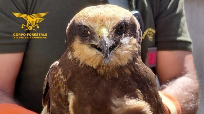In piazza atterra un falco di palude in difficoltà, salvato dai cittadini e dalla Forestale