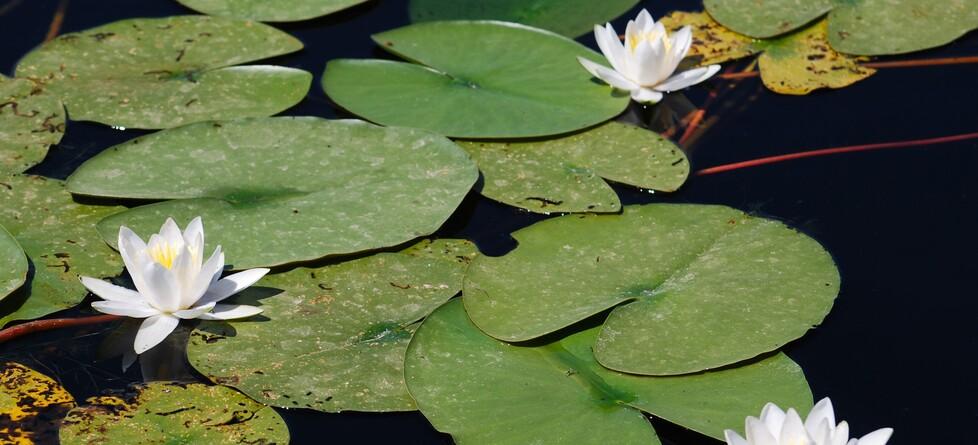 Comacchio, nasce la comunità delle paludi: piano per salvare le ninfee