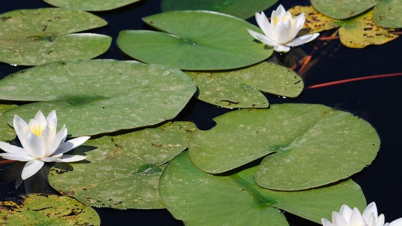 Comacchio, nasce la comunità delle paludi: piano per salvare le ninfee