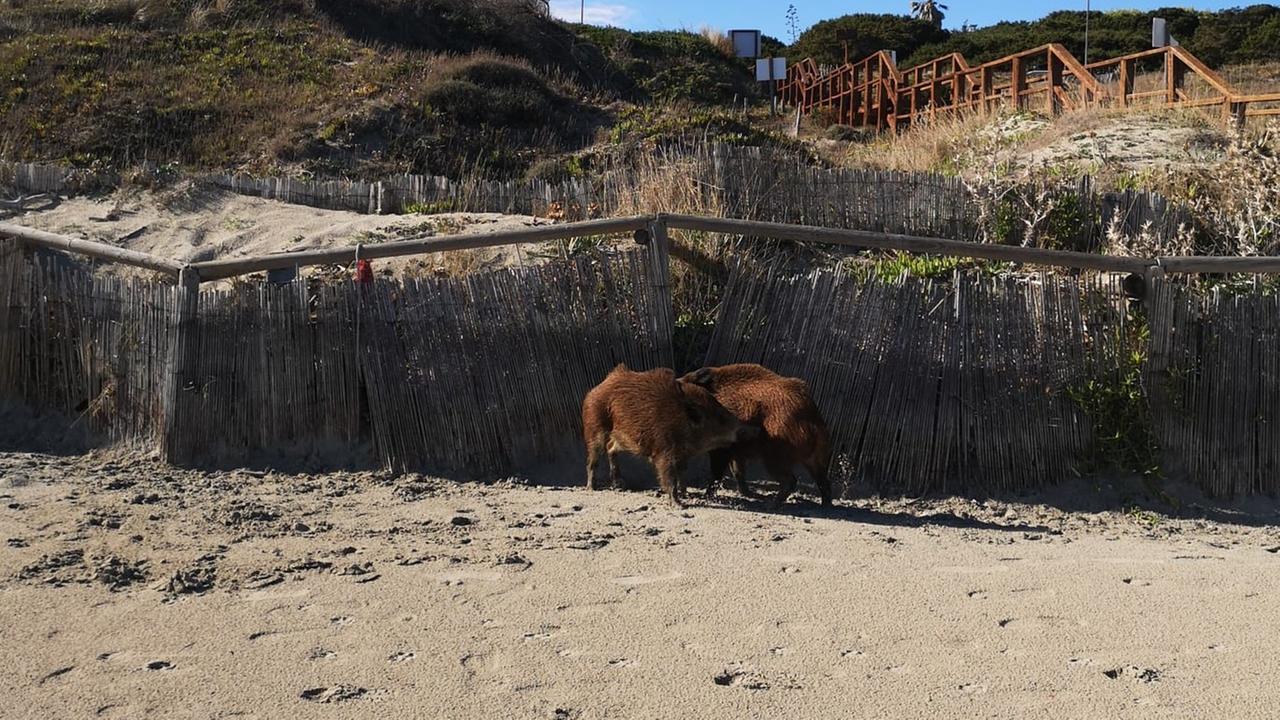 A Stintino è emergenza cinghiali