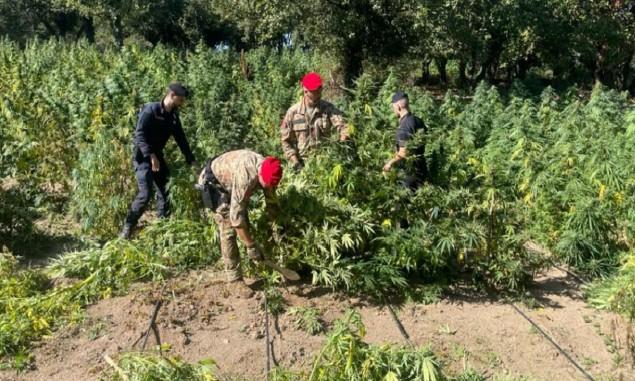 Un’altra vasta piantagione di marijuana scovata dai carabinieri: tre uomini finiscono in manette