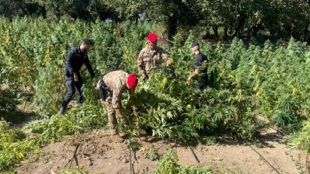 Un’altra vasta piantagione di marijuana scovata dai carabinieri: tre uomini finiscono in manette