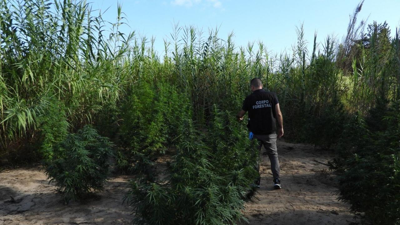 Vanno a spegnere un incendio, scoprono una piantagione di marijuana e arrestano una persona