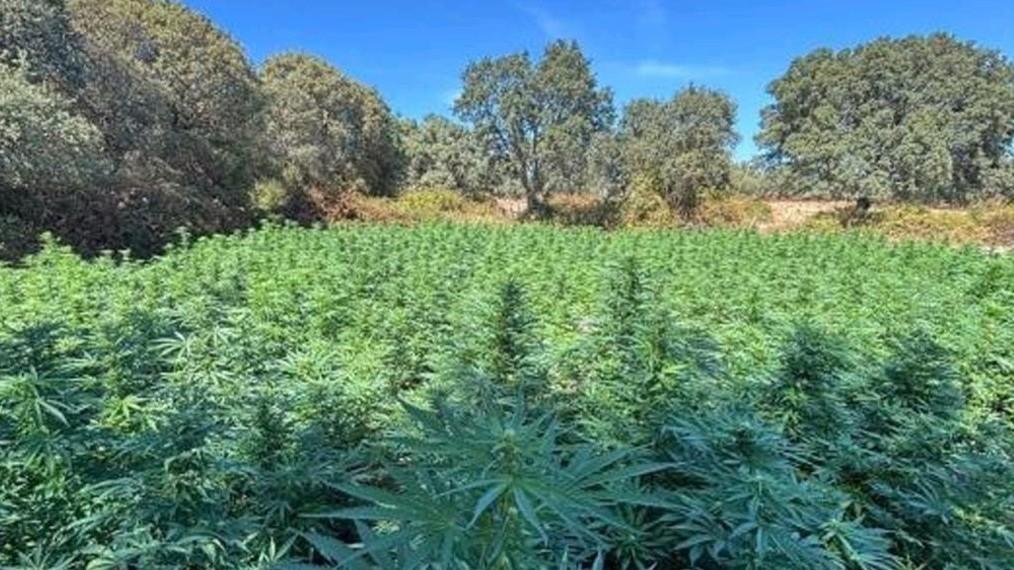 Scoperta vasta piantagione di marijuana in Gallura: arrestato un uomo