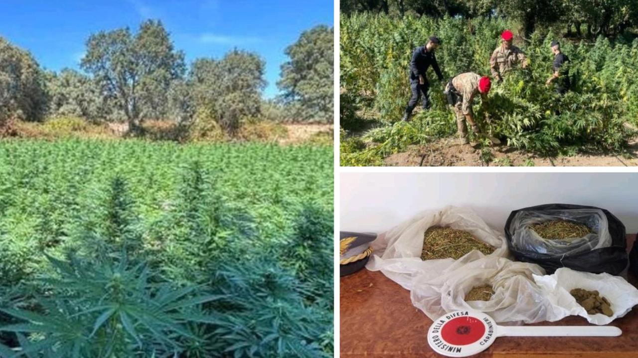 Crescono le piantagioni di marijuana: quattro arresti e centrali della droga smantellate in Gallura