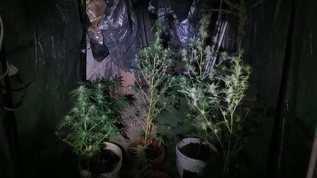 In giardino 22 piante di canapa: denunciato