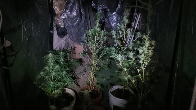In giardino 22 piante di canapa: denunciato