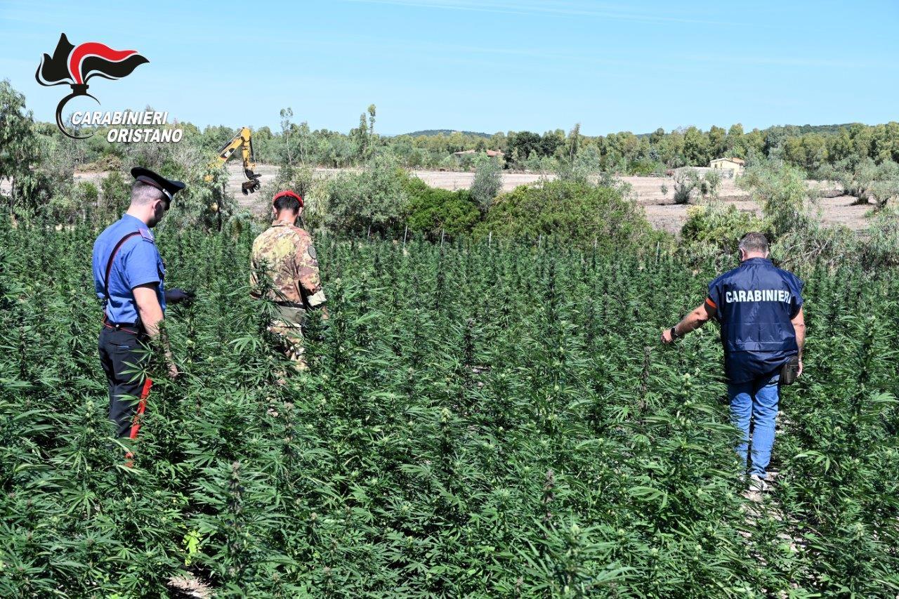 Blitz nella mega piantagione di marijuana, quattro arresti in flagranza