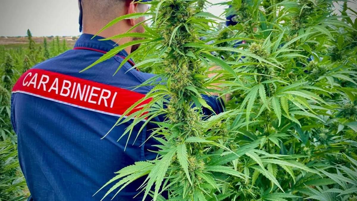 Rientra nel suo terreno e scopre una coltivazione di droga: sequestrate 400 piante di canapa indiana