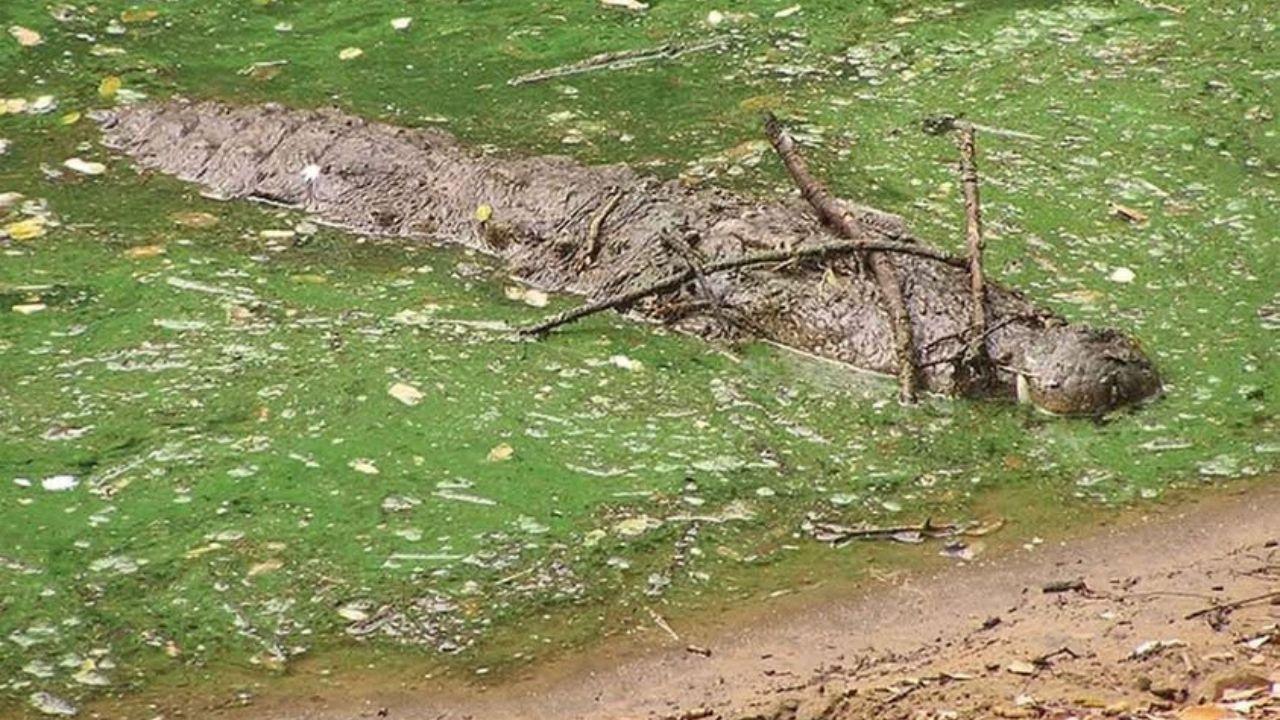 Il Crocodylus palustris (Foto: Herp Italia)
