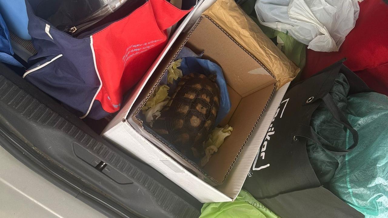 Olbia, si imbarcano al porto con una tartaruga nel bagagliaio: denunciati