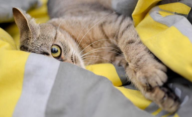 Anche i gatti dimenticano
ora lo studio contro l’Alzheimer