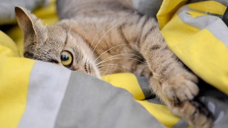 Anche i gatti dimenticano
ora lo studio contro l’Alzheimer