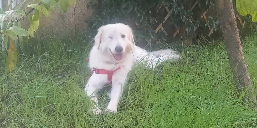 Giorgia il cane ha trovato una nuova famiglia a Livorno