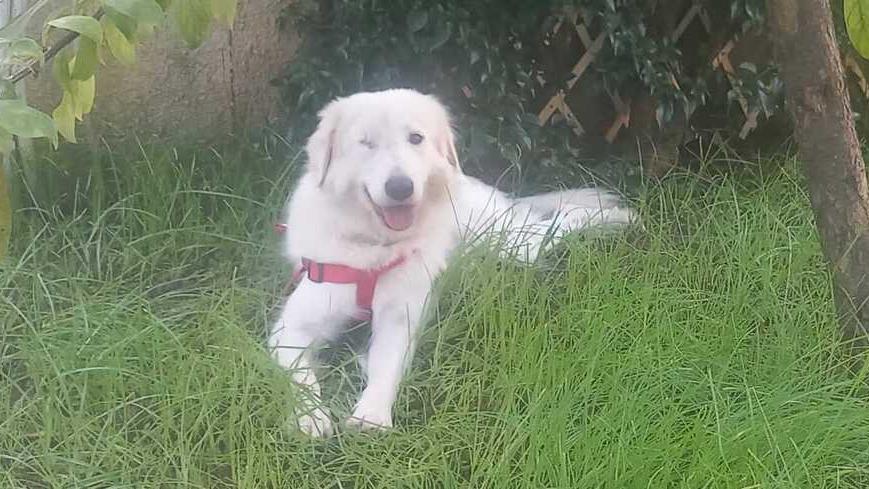 Giorgia il cane ha trovato una nuova famiglia a Livorno