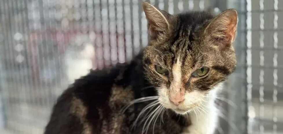 Il gatto Gianni risulta essere nato nel 1999