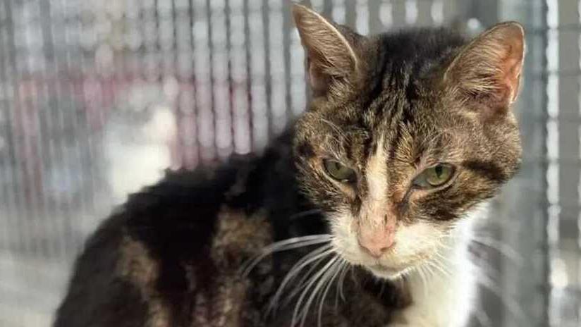 Il gatto Gianni risulta essere nato nel 1999