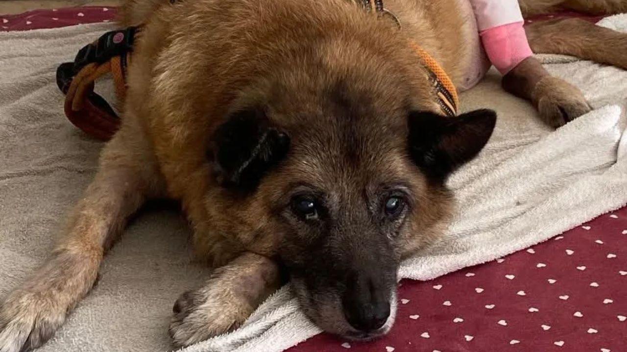 Pippo dopo l’operazione