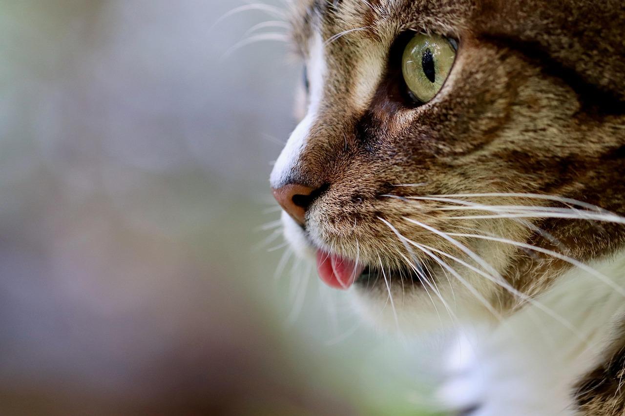 Come dare le medicine ai gatti: trucchi e consigli per non stressarli