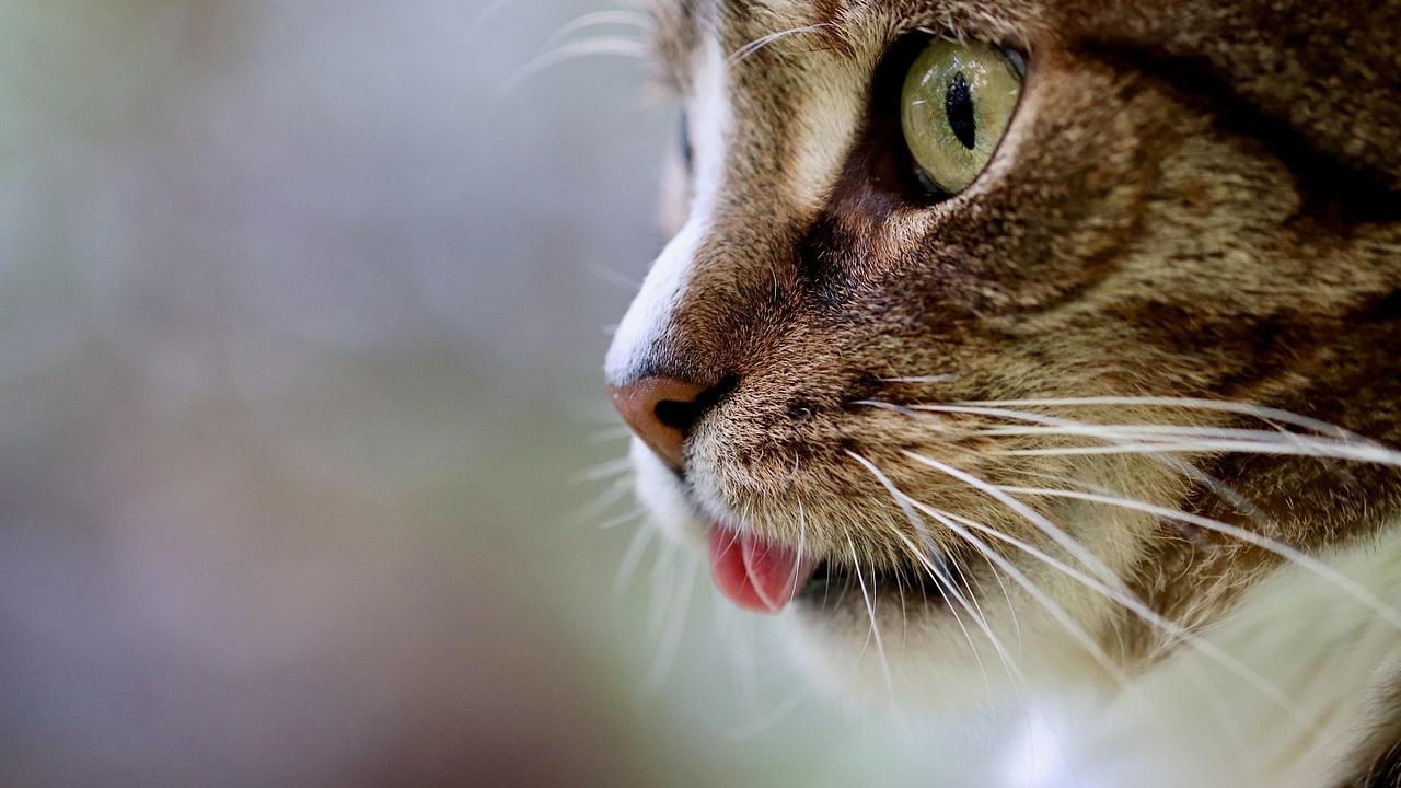 Come dare le medicine ai gatti: trucchi e consigli per non stressarli