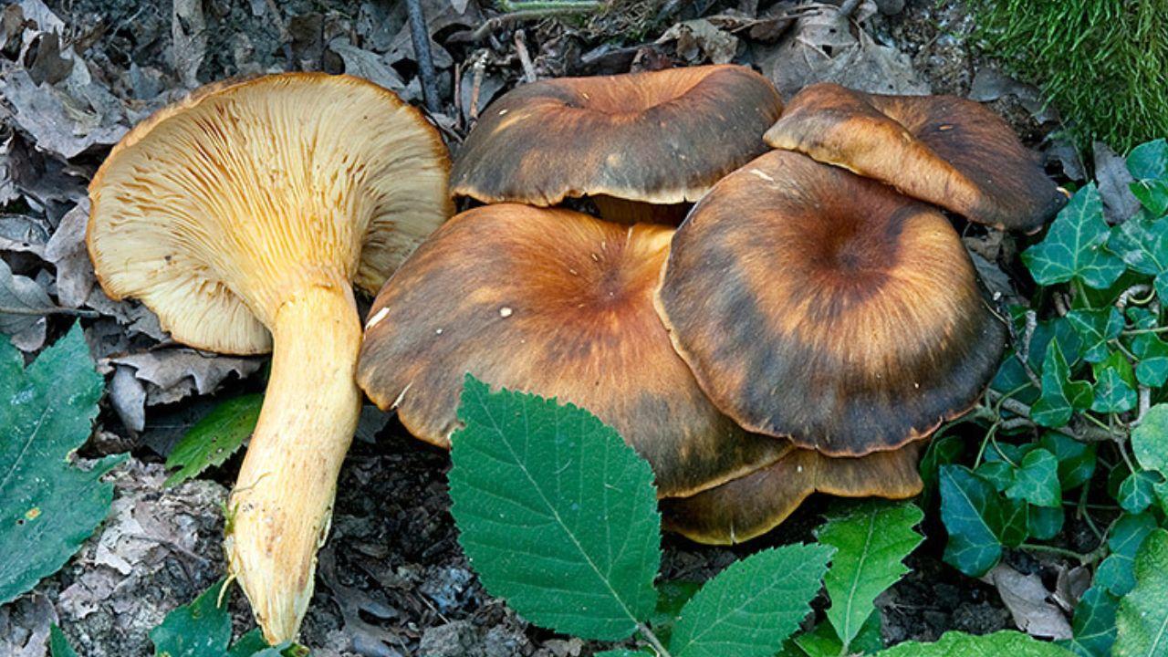 
	L'Omphalotus olearius (Foto: FunghiItaliani.it)

