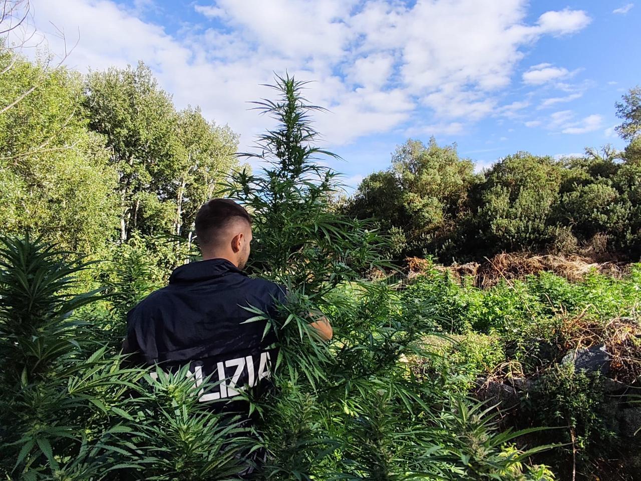 Piantagione di marijuana a Olzai, arrestato un pregiudicato di Orgosolo