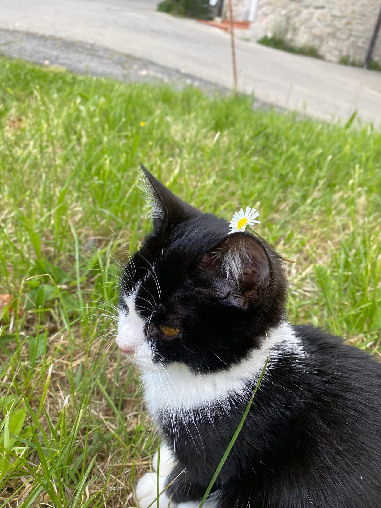 «Il nostro gatto Kiko picchiato a sangue senza motivo»