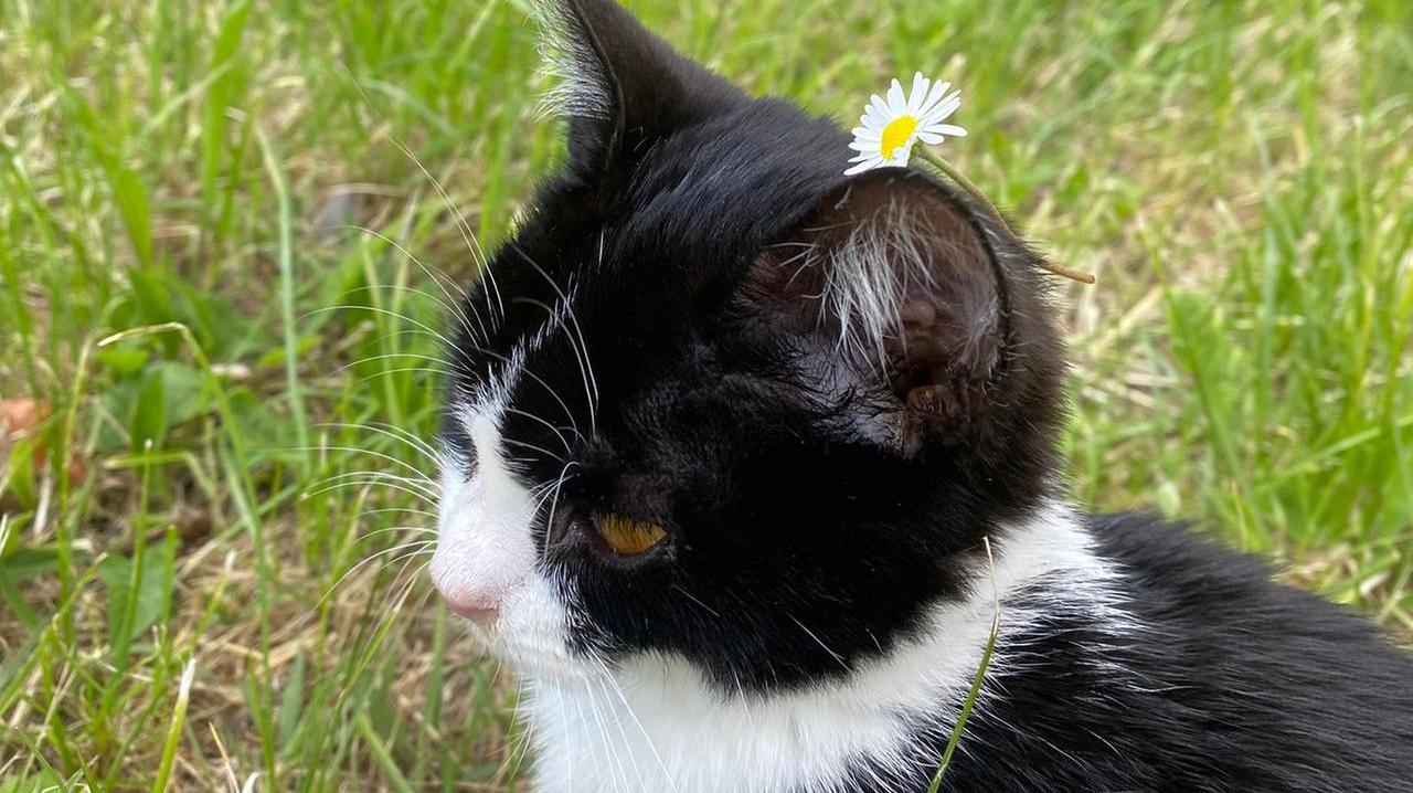 «Il nostro gatto Kiko picchiato a sangue senza motivo»