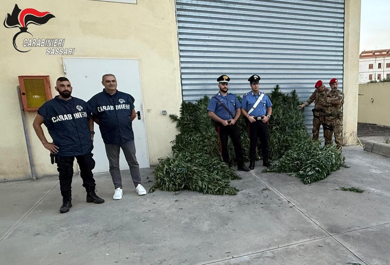 Piantagione di canapa indiana a Bottidda, arrestato un uomo
