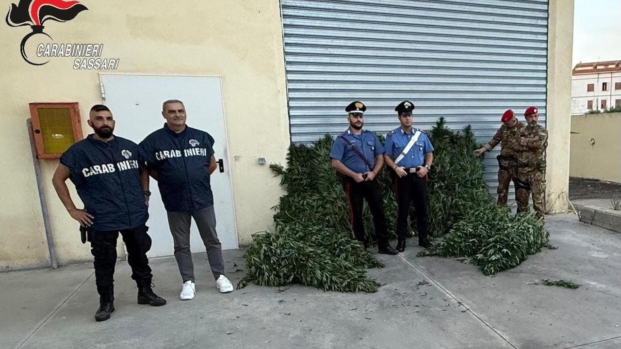 Piantagione di canapa indiana a Bottidda, arrestato un uomo