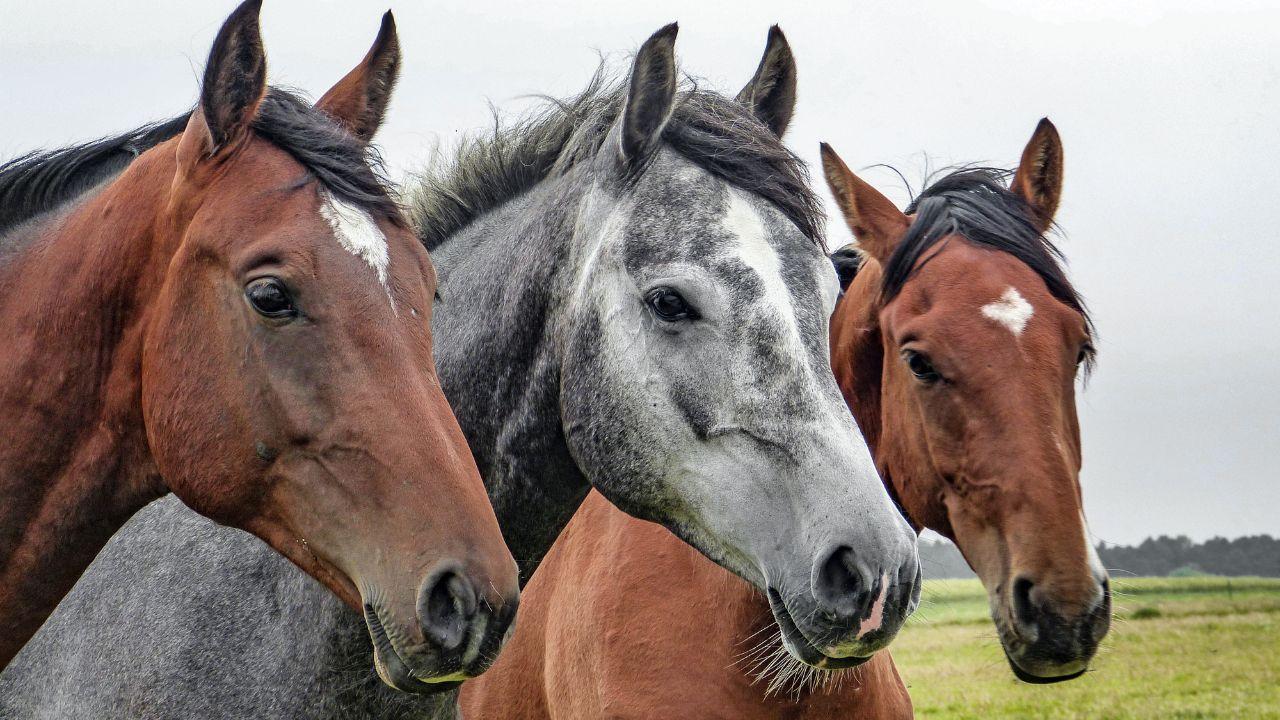 
	I cavalli venivano commercializzati (Foto di repertorio)

