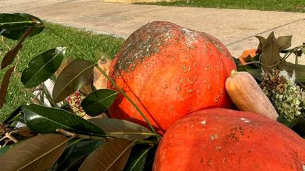 Fiera della zucca a Reggiolo: un viaggio nel gusto che parte dai tortelli