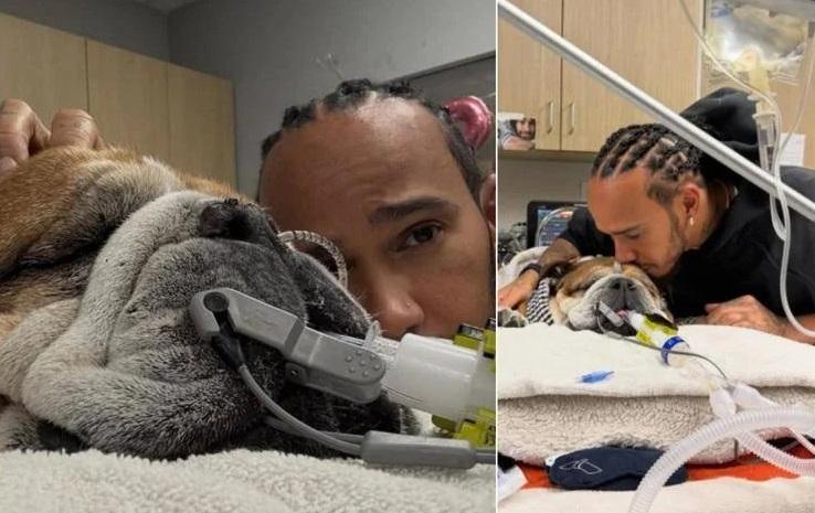 
	Lewis Hamilton accanto al suo cane Roscoe


