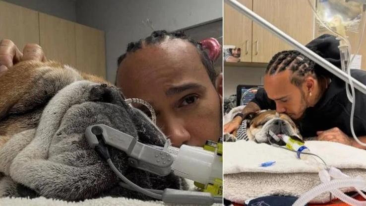 Lewis Hamilton accanto al suo cane Roscoe
