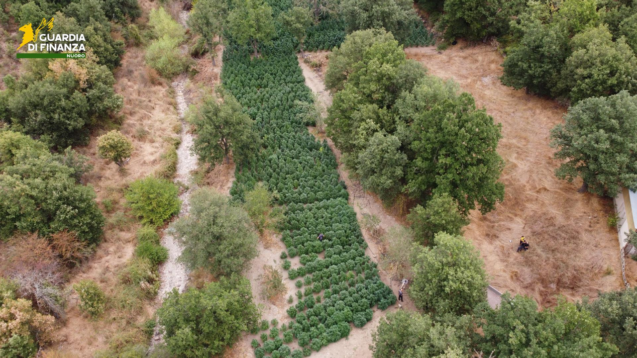 Scoperta una maxi piantagione di droga, sequestrate 2,5 tonnellate di marijuana
