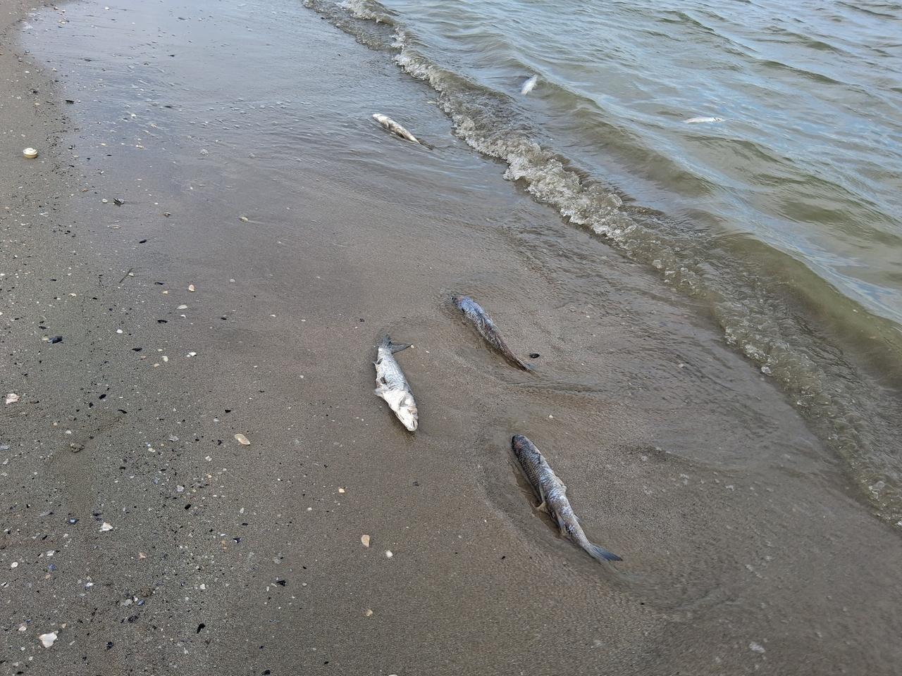 Cefali morti a Lido Scacchi. I pescatori: «C’è anche chi se li porta a casa»