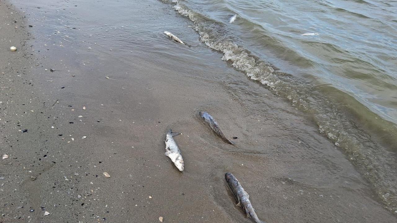 Cefali morti a Lido Scacchi. I pescatori: «C’è anche chi se li porta a casa»