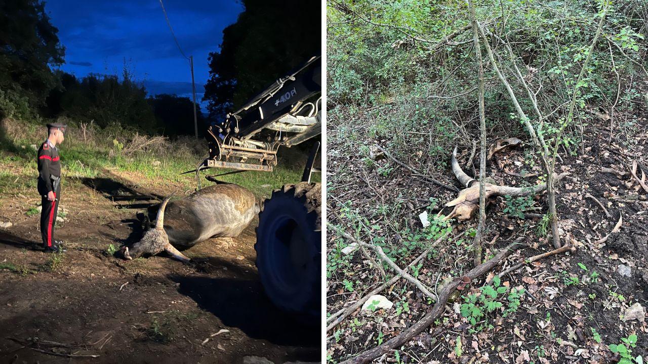 
	La carcassa del toro Lillo

