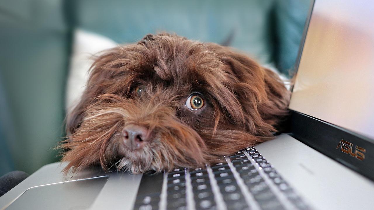 Nasce EasyCoop PetStore: l’e-commerce per coccolare cani, gatti e piccoli amici di casa