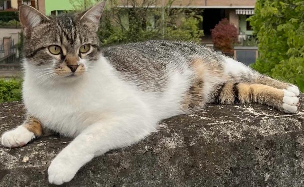 Scomparsa da luglio, la famiglia della gattina Lia non si arrende: «Aiutateci a ritrovarla»