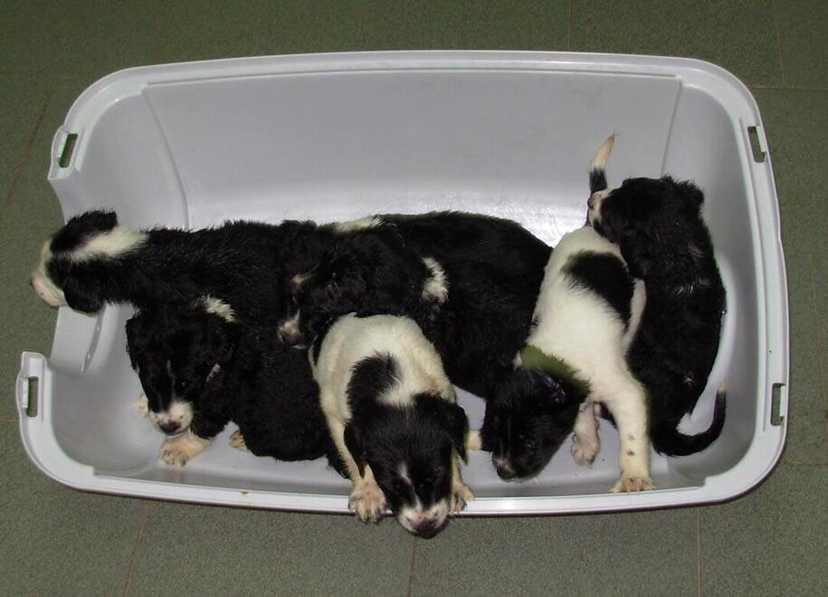 
	Sette cuccioli sono morti a causa delle condizioni in cui si trovano&nbsp;gli animali rimasti senza padrone a Barga (foto di repertorio)

