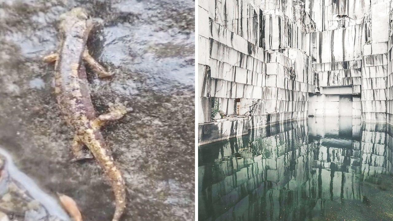 Il geotritone di Ambrosi trovato a Fossacava, a dx il bio-lago nell’anfiteatro della cava Valsora
