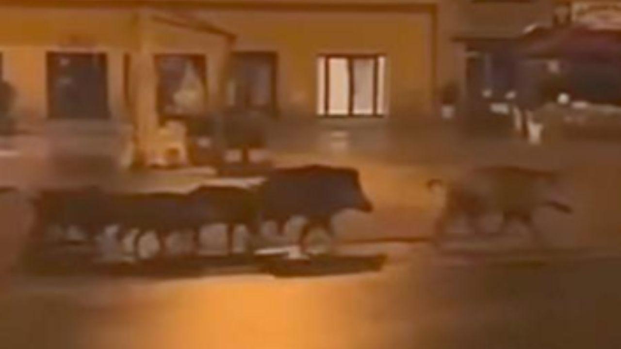 
	Gli esemplari di cinghiale in piazza Verdi


