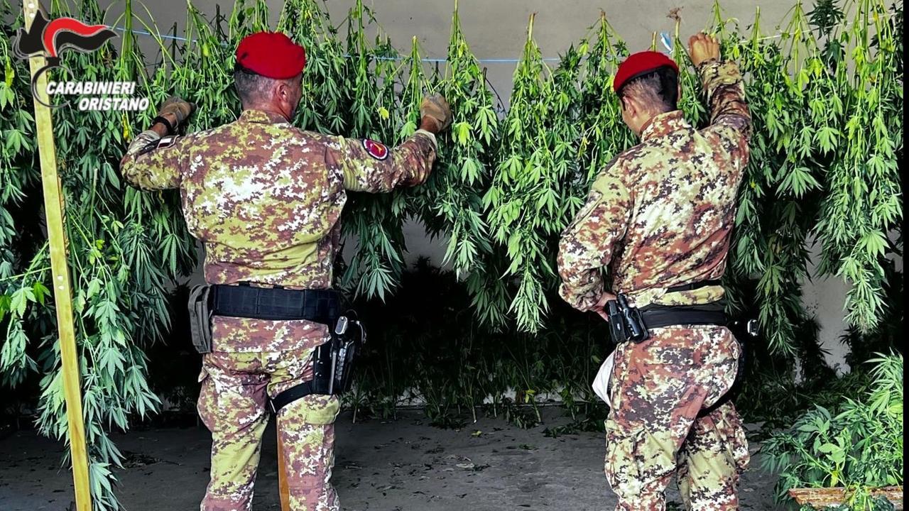 Scoperta maxi piantagione di marijuana: un arresto
