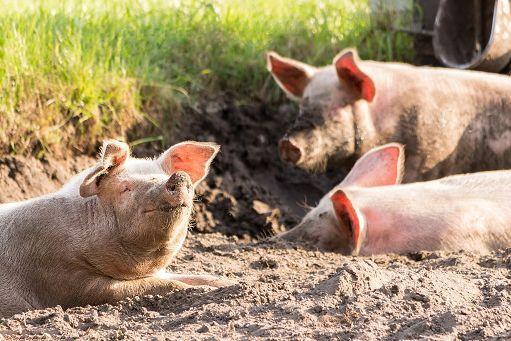 Peste suina, ci sono sette comuni toscani a rischio – Le misure per contenere il contagio