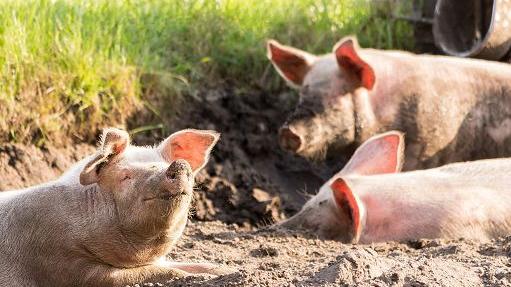 Peste suina, ci sono sette comuni toscani a rischio – Le misure per contenere il contagio