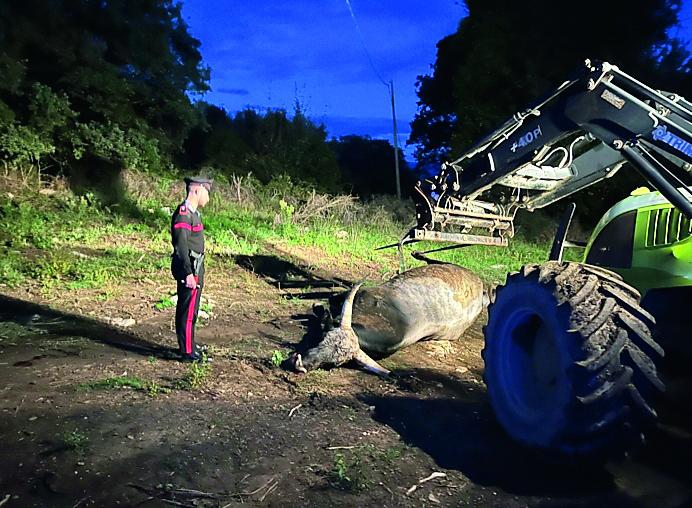 Maremma, toro Lillo ucciso a fucilate: la denuncia e le richieste di prove balistiche e video