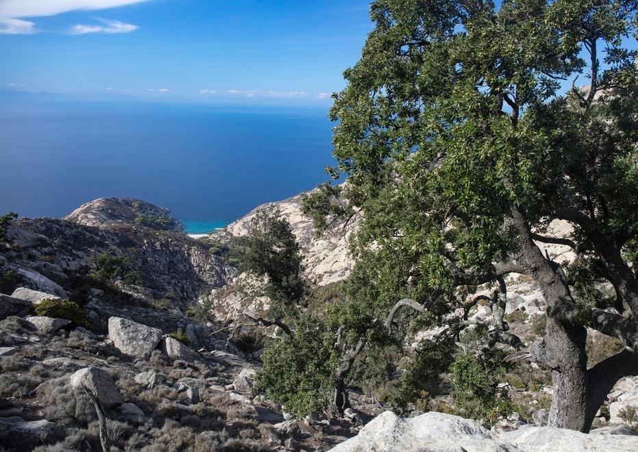 
	Lecci a strapiombo a Montecristo

