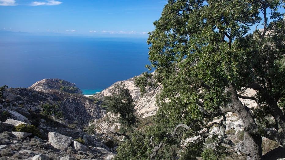 Lecci a strapiombo a Montecristo