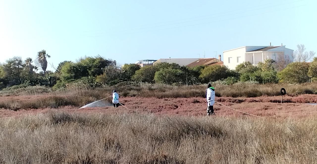 Oristano un intervento di disinfestazione nei campi